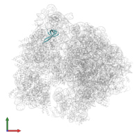 Small ribosomal subunit protein uS17 in PDB entry 7s1j, assembly 1, front view.
