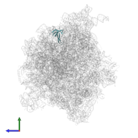 Small ribosomal subunit protein uS17 in PDB entry 7s1j, assembly 1, side view.