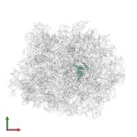 Large ribosomal subunit protein uL24A in PDB entry 7too, assembly 1, front view.