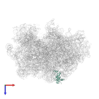 Large ribosomal subunit protein uL24A in PDB entry 7too, assembly 1, top view.