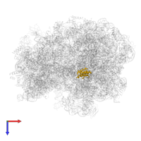 Large ribosomal subunit protein uL18 in PDB entry 8a3l, assembly 1, top view.