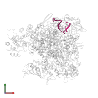 5' vRNA in PDB entry 8be0, assembly 1, front view.