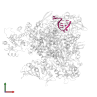 5' vRNA in PDB entry 8be0, assembly 1, front view.