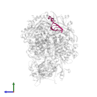 5' vRNA in PDB entry 8be0, assembly 1, side view.