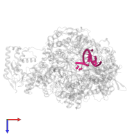 5' vRNA in PDB entry 8be0, assembly 1, top view.