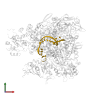 Messenger RNA in PDB entry 8be0, assembly 1, front view.