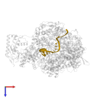 Messenger RNA in PDB entry 8be0, assembly 1, top view.