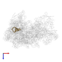 Large ribosomal subunit protein uL13 in PDB entry 8fku, assembly 1, top view.