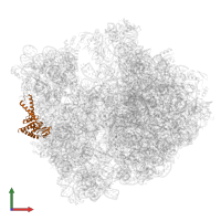 Small ribosomal subunit protein uS2 in PDB entry 8ifb, assembly 1, front view.