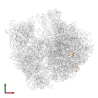 Large ribosomal subunit protein bL32 in PDB entry 8ifb, assembly 1, front view.