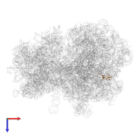 Large ribosomal subunit protein bL32 in PDB entry 8ifb, assembly 1, top view.