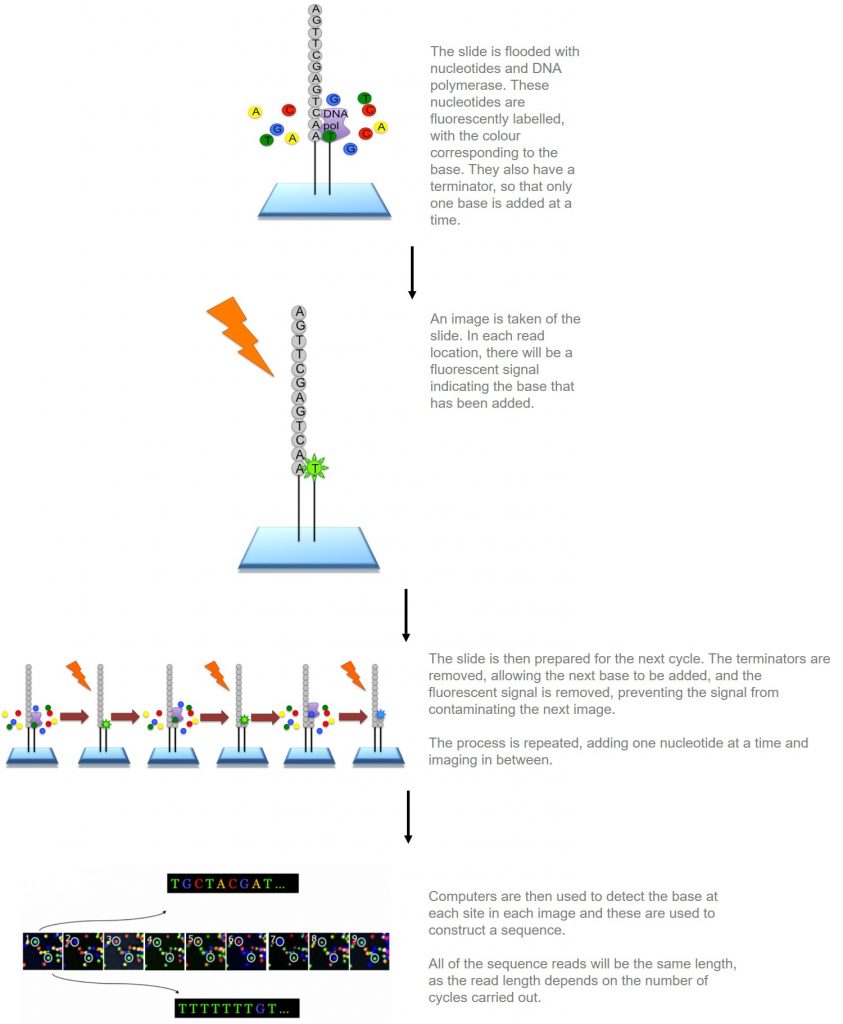 Illumina sequencing | Functional genomics II