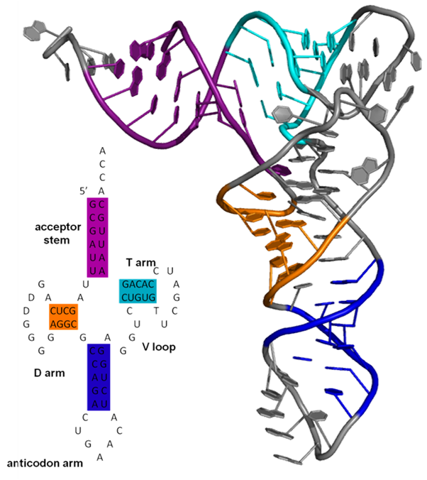 Secondary and tertiary structure of tRNA