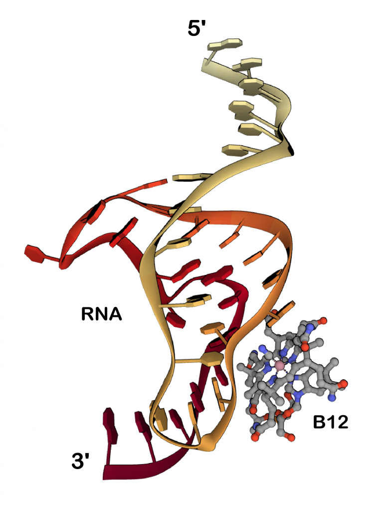 The structure of vitamin B12 bound to RNA