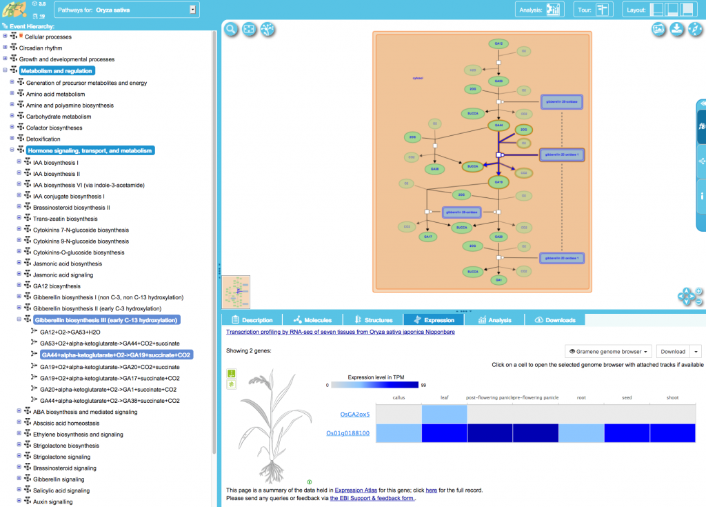 Figure 4 Expression data of rice genes involved in gibberellin biosynthesis. Screenshot of gene rice gene expression in Plant reactome.