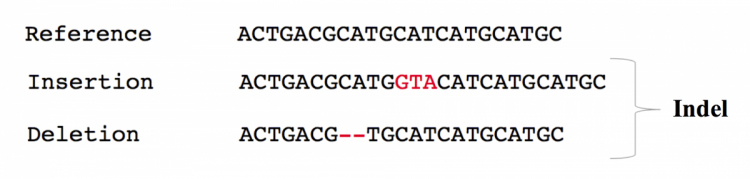 Insertion adds bases and deletion results in their removal.