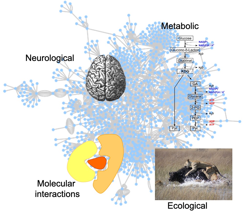 biological networks thesis
